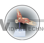 The model of ankle joint